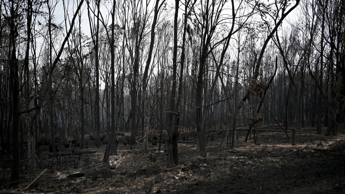 Bomberos de Nueva Gales del Sur indicaron que las llamas se han extendido por un área de 5.200 hectáreas.