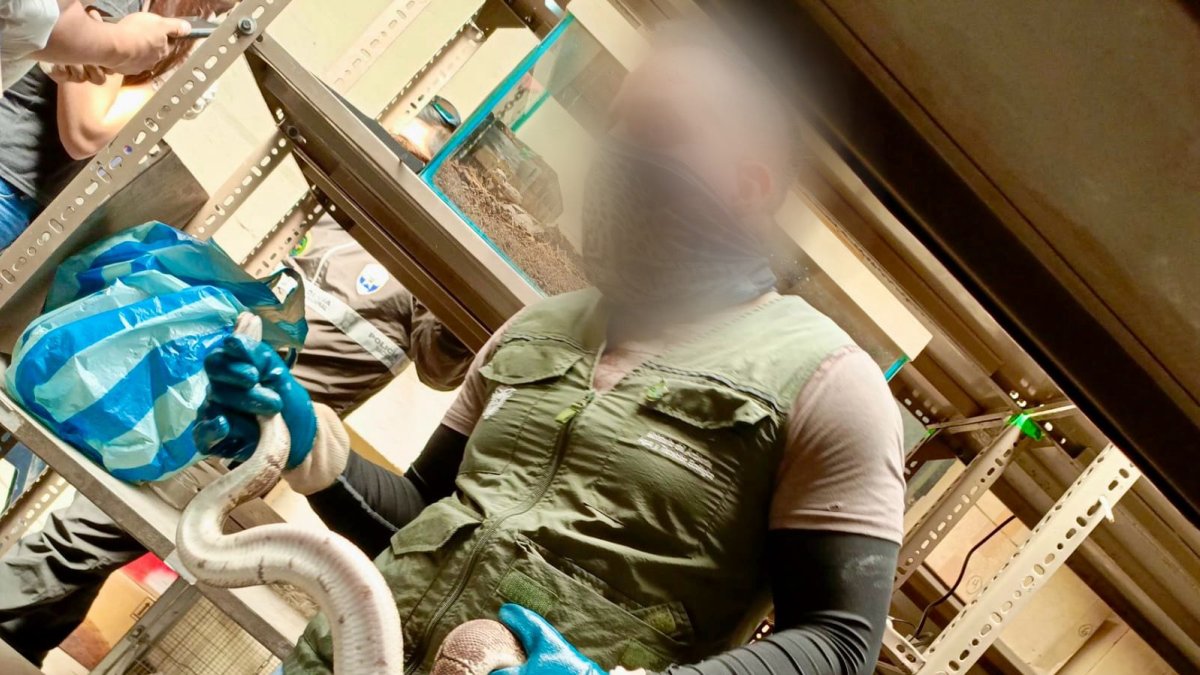 Una serpiente recuperada por la Policía, en Pichincha.
