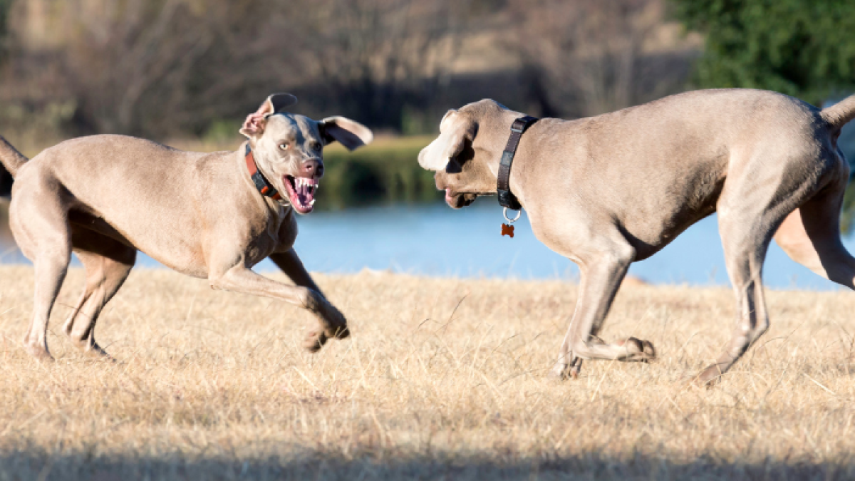 Referencial de peleas de perros.