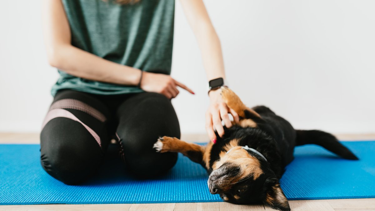 Una tutora intenta enseñarle a su animal de compañía a obedecerle.