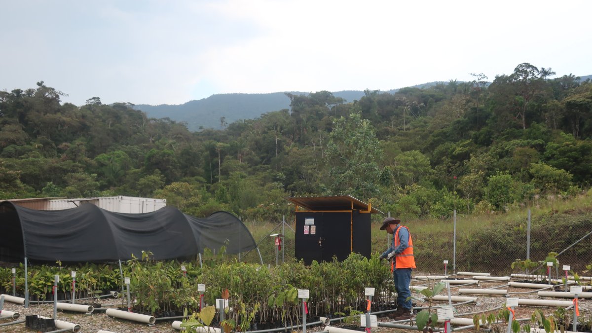 Actividades. Los biólogos escudriñan la selva en busca de plantas y semillas para reproducirlas en viveros.