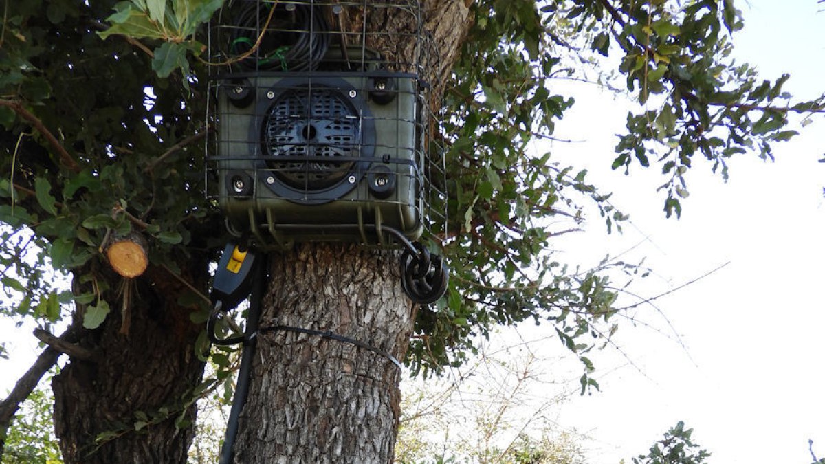 La autora principal de la investigación, Liana Zanette, instala una cámara  y el sistema de altavoces para observar a los animales en el Parque Nacional Gran Kruger de Sudáfrica.