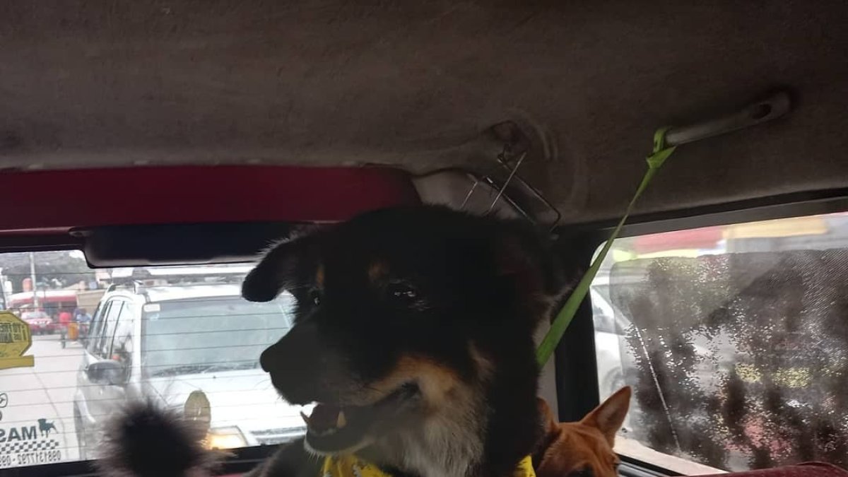 Comodidad. El emprendimiento Taximascotas ofrece transporte a un perro en Guayaquil.