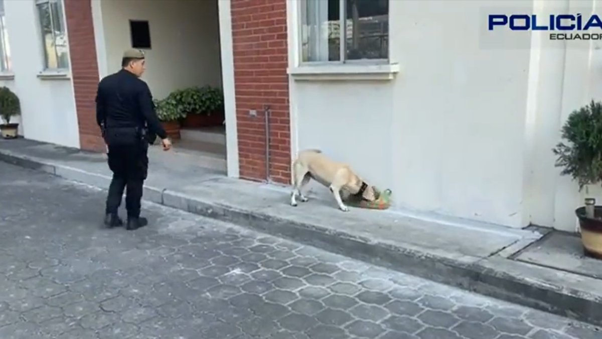 Hecho. El can detectó el alcaloide.