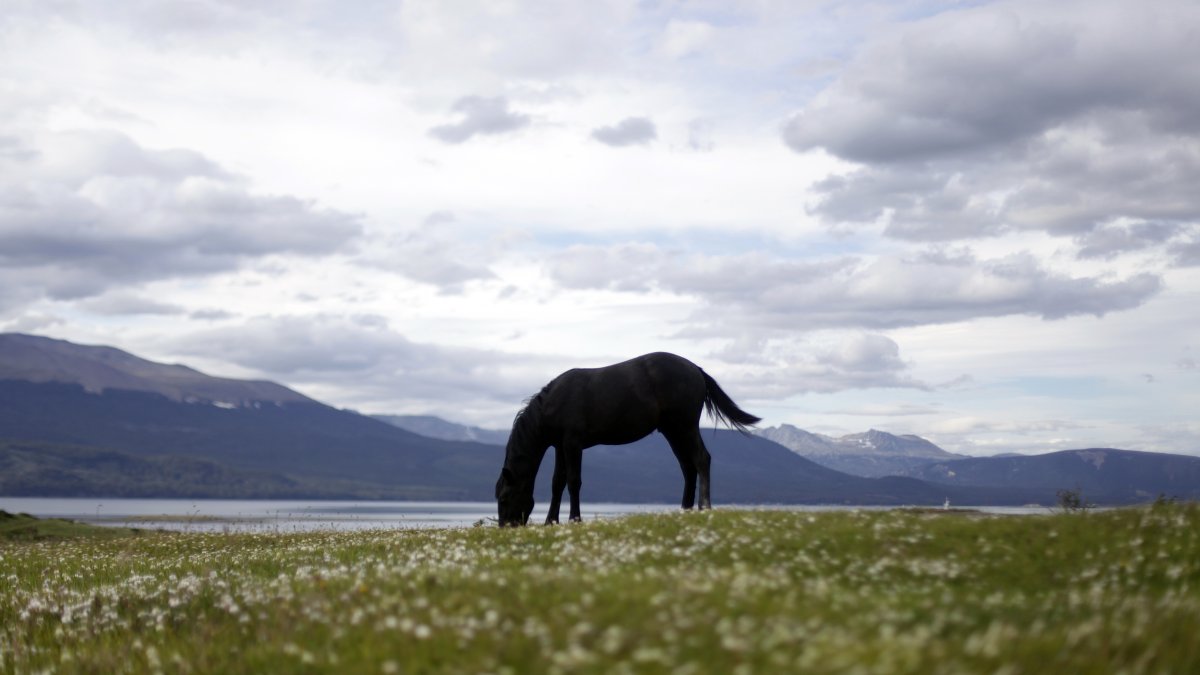 Escenario. Un caballo pasta en medio de un paisaje propio de la región de Argentina más cercana al Polo Sur.