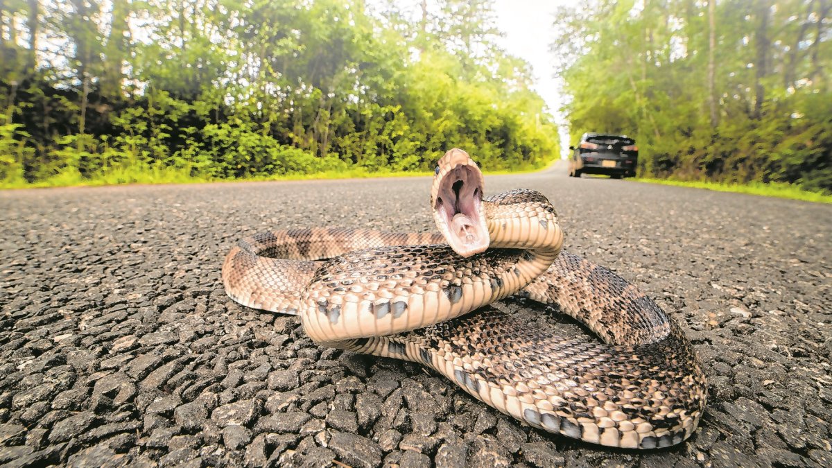 Situación. Las ciudades se desarrollan y lo hacen ocupando terrenos en los que pueden vivir o viven las especies silvestres.