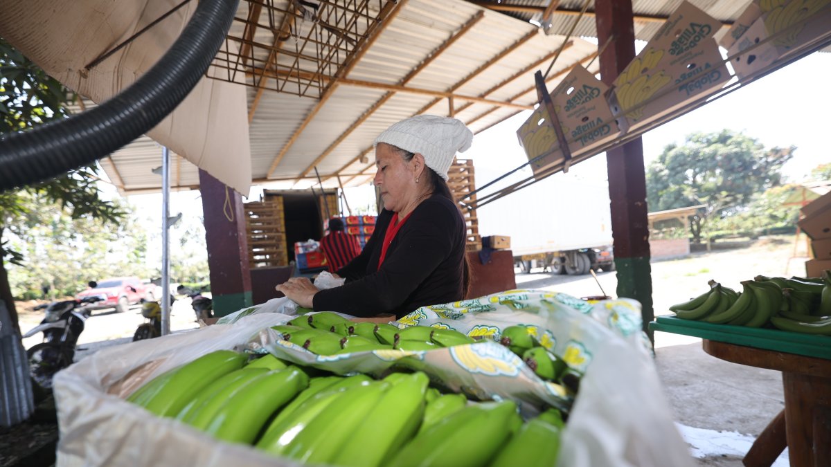 Rusia es uno de los principales destinos del banano ecuatoriano.