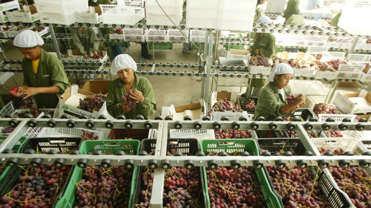 Trabajo.- Se preparan las uvas peruanas para la exportación.