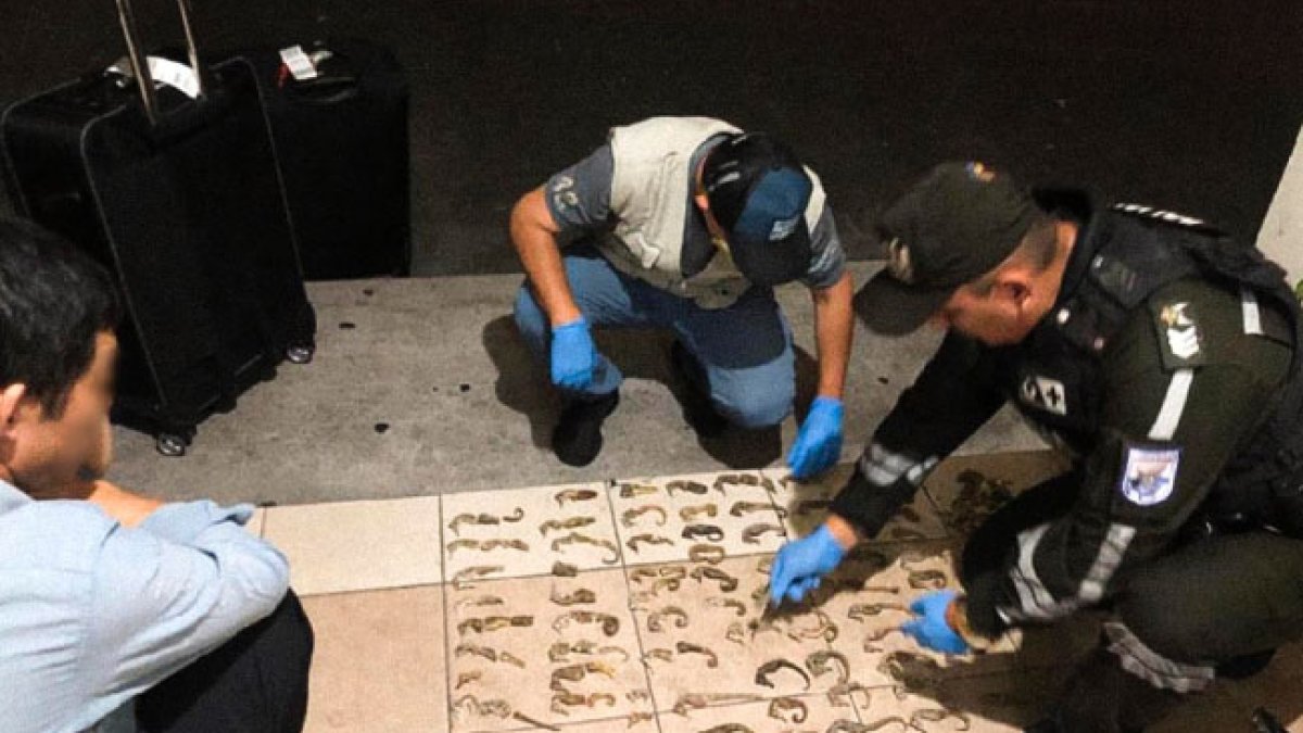 Las especies fueron retenidas en el aeropuerto José Joaquin de Olmedo, en Guayaquil.