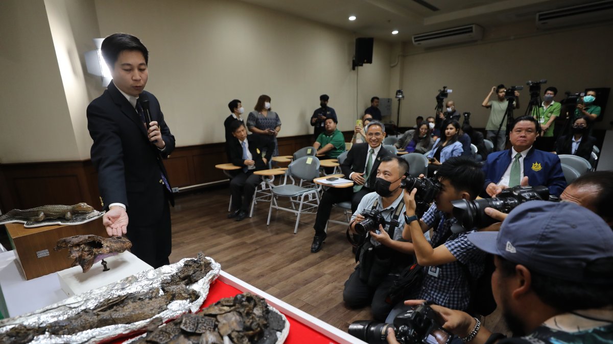 El Departamento de Recursos Minerales tailandés mostró este miércoles 18 de octubre de 2023 un fósil de una nueva especie antigua de caimán ('Alligator Munensis'), durante  en Bangkok.