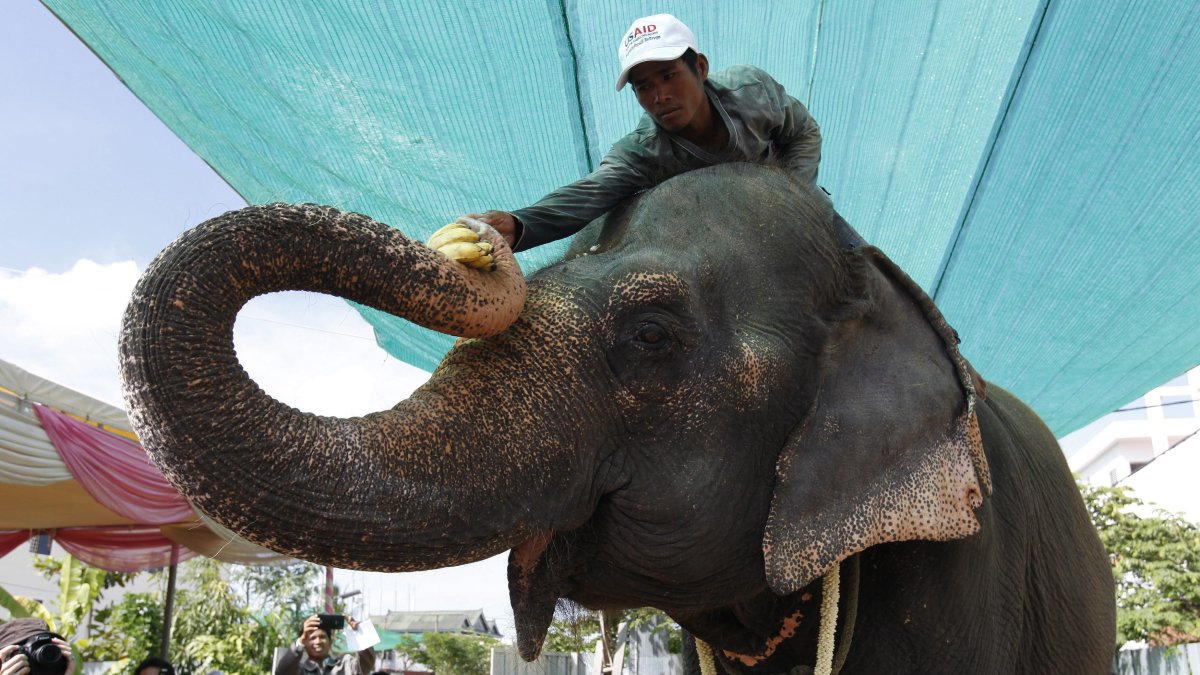 Fotografía de archivo de un cuidador dándole plátanos a la elefanta Sambo, en Camboya.