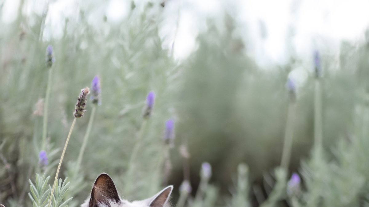 Color. Los gatos afectados por gen w que tienen los ojos de un color diferente, la sordera se reduce a un 10% al 20% de la población.