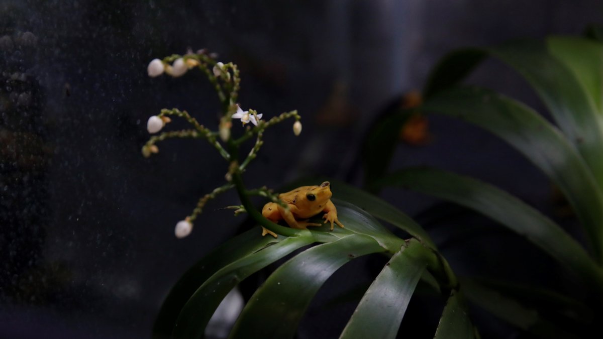 Evidencias. Las extinciones de anfibios documentadas siguen aumentando, según el estudio: en 1980 eran 23, diez más en 2004 y otras 4 en 2022.