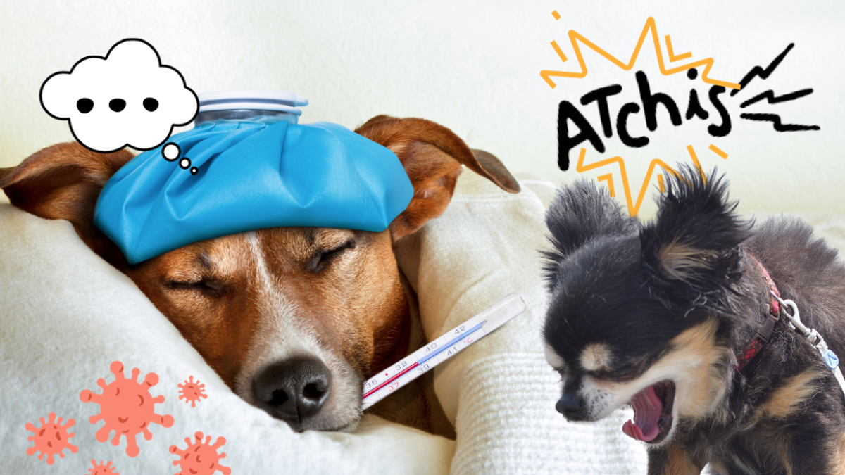  La temperatura normal de un perro es entre 37,5°C y 39°C, variando según el tamaño y la raza. Si es superior a 39,5°C, es probable que tenga fiebre.