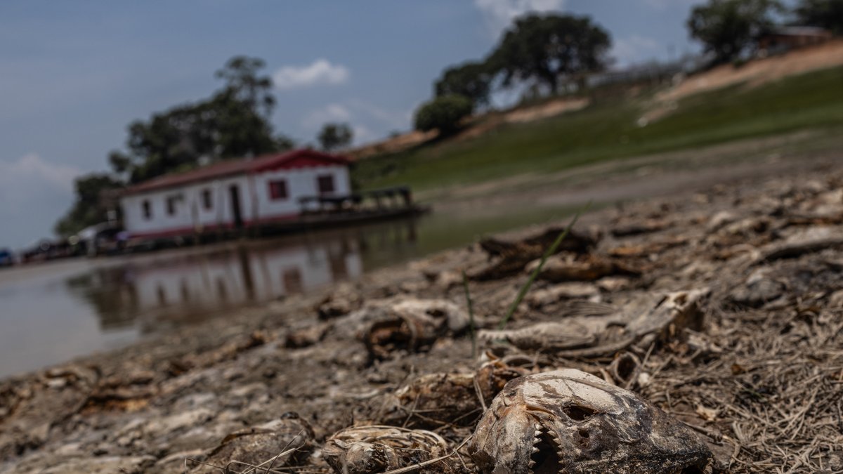 Fotografía de peces muertos por la fuerte sequía que azota la cuenca del Amazonas, en Manaquiri, Amazonas, Brasil.