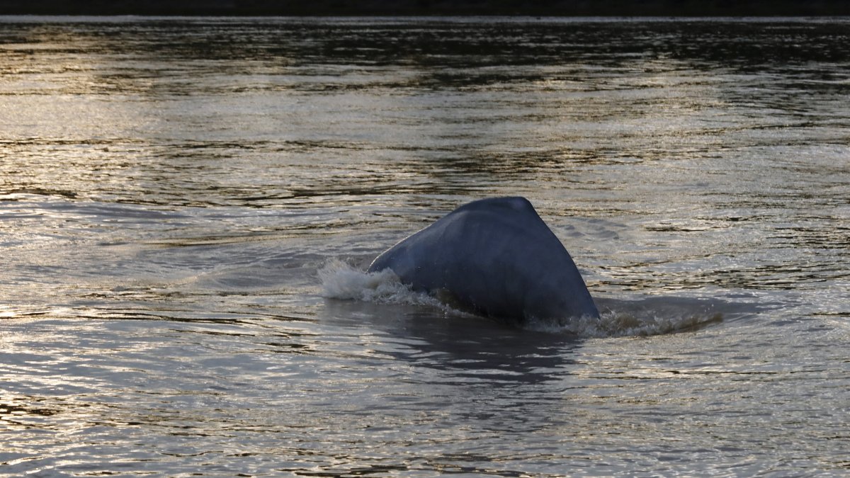 Vista de un delfín rosado en el río Guayabero, en San José del Guaviare (Colombia), en una fotografía de archivo.