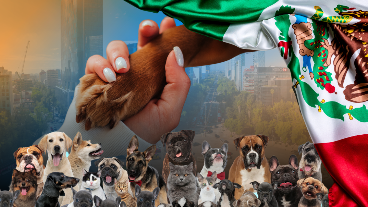 De acuerdo al INEGI, se estima una población de un millón 200 mil perros en las calles de la capital mexicana, con una tasa de crecimiento de 20 por ciento anual.