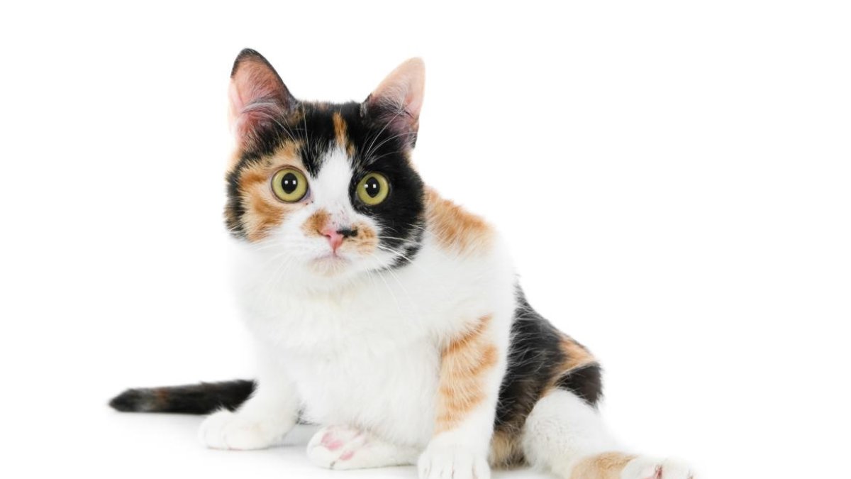 El 99% de los gatos de tres colores son hembras.