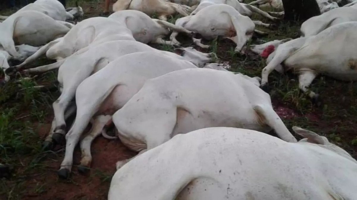 Los bovinos murieron tras el impacto del rayo.