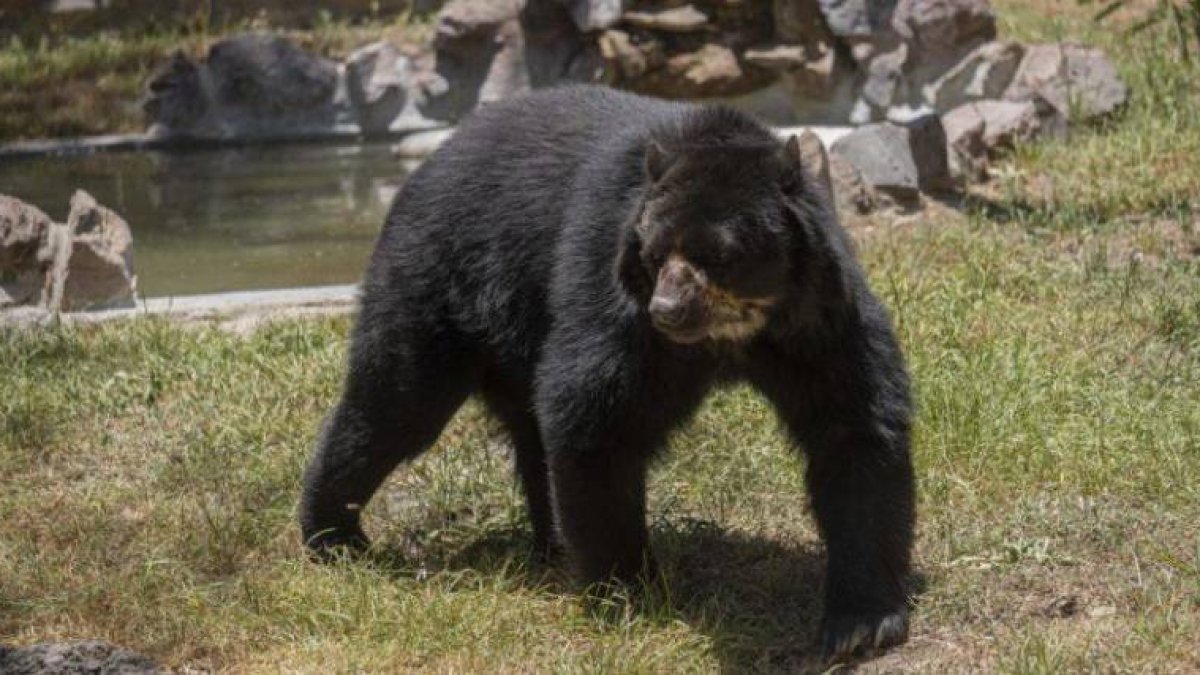 El oso andino se ubica dentro de la Lista Roja de Mamíferos del Ecuador y se lo cataloga 