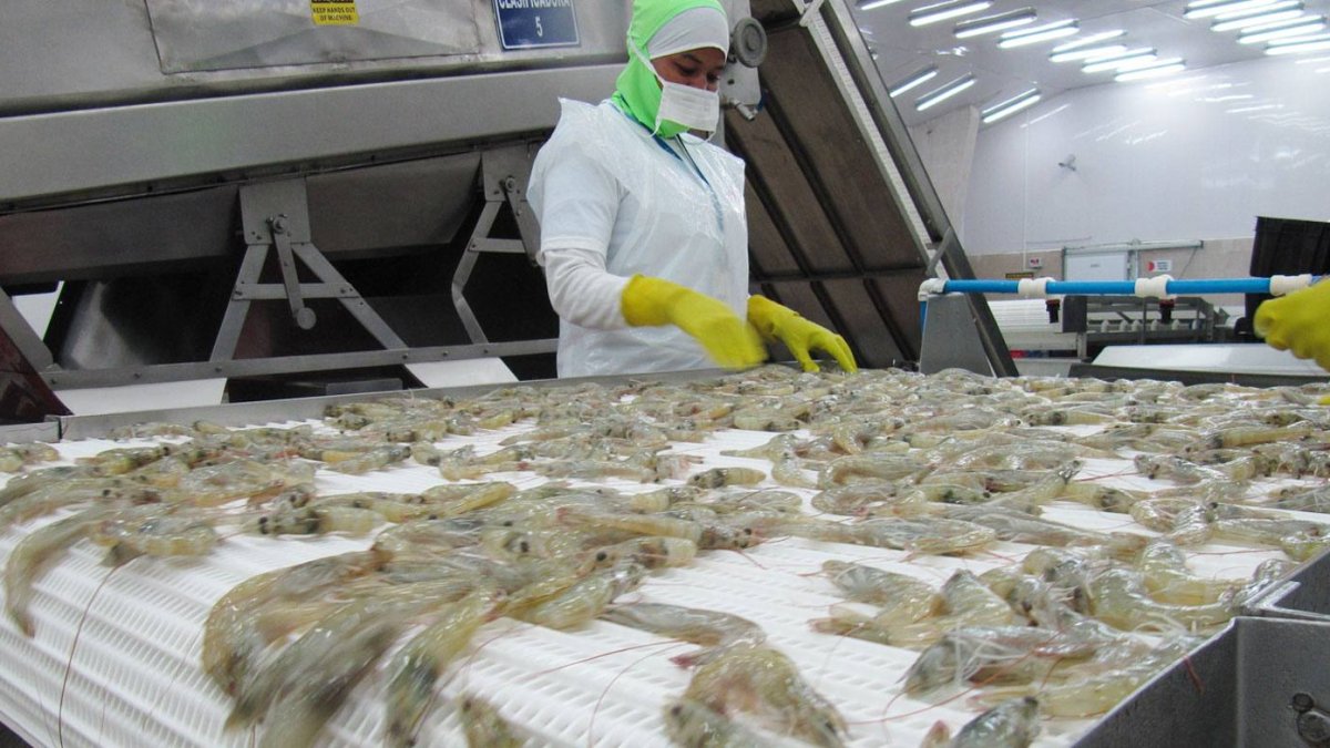 Industria. El trabajo de una persona al seleccionar el mejor camarón ecuatoriano usando tecnología y luego empacándolo para exportarlo.