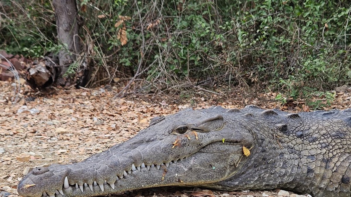 Un cocodrilo fue captado junto a la urbanización Belo Horizonte, en Guayaquil, la mañana de este martes 31 de octubre.