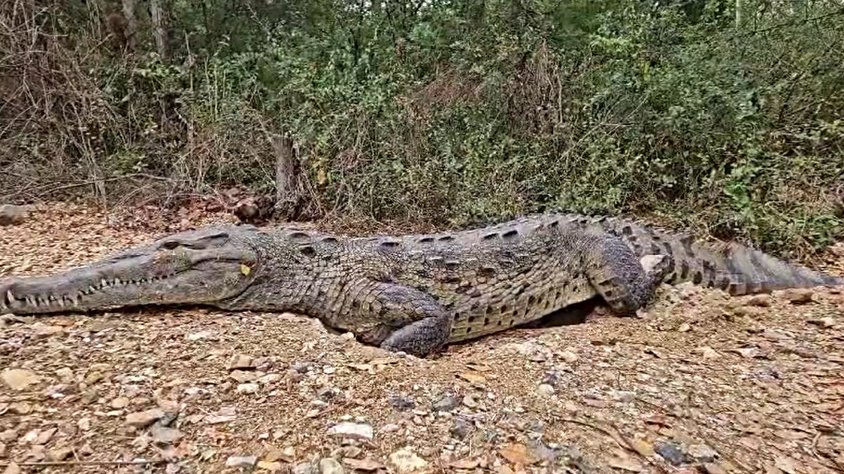 Reptil. Así permaneció la especia ayer en la Reserva de Producción Manglares del Salado, en vía a la costa.