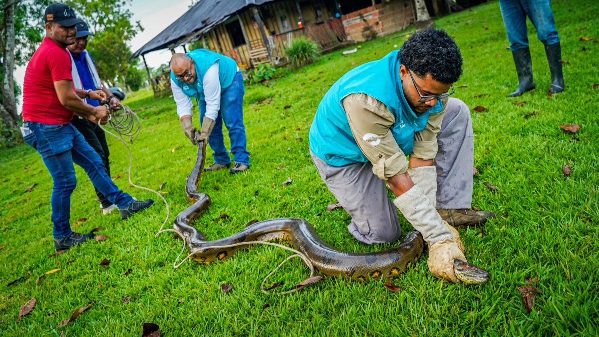 Fotografía cedida por Cormacarena de una serpiente Anaconda de 4 metros de longitud que es inmovilizada por personal de Cormacarena, hoy en Villavicencio (Colombia).