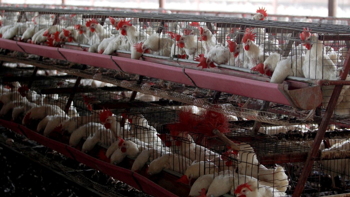 Los cortes de luz han afectado a toda la cadena logística del sector avícola.