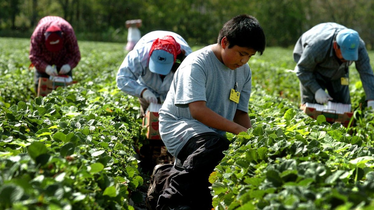 Hecho. El último censo agrícola se dio en el año 2000.