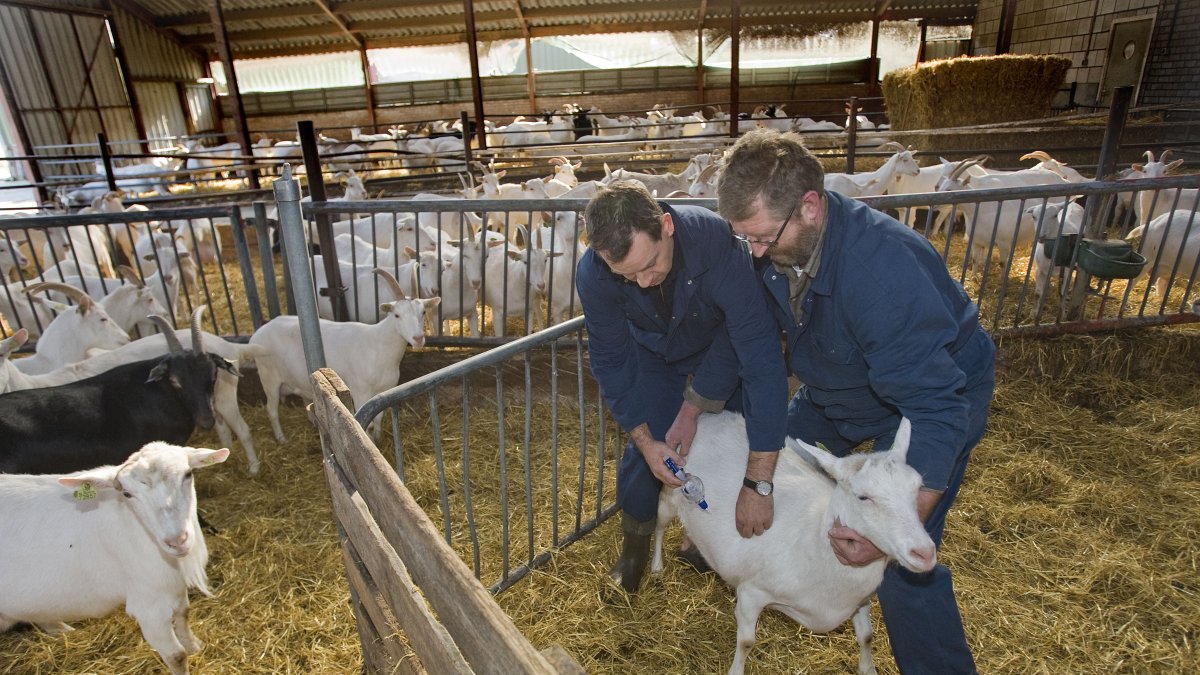 Vinkel - El veterinario Nico Vreeburg (izq.) Maneja la jeringa mientras que el criador de cabras Jan van Lokven mantiene a la cabra bajo control. El lunes, las primeras cabras serán vacunadas contra la fiebre Q en la granja de cabras lecheras de Jan y Liesbeth van Lokven en Vinkel, Brabant. Los ganaderos en un radio de 45 kilómetros alrededor de Uden en Brabante Septentrional pueden vacunar a sus cabras y ovejas lecheras contra la fiebre Q a partir del lunes. Ésta es una enfermedad de los animales que se puede propagar a los seres humanos y provocar neumonía. ANP PHOTO ED TIERRAS |



VINKEL - Dierenarts Nico Vreeburg (L) hanteert de spuit terwijl geitenhouder Jan van Lokven de geit in bedwang houdt. Bij het melkgeitenbedrijf van Jan en Liesbeth van Lokven in het Brabantse Vinkel worden maandag de eerste geiten gevaccineerd tegen Q-koorts. Veehouders in een straal van 45 kilometer rondom Uden in Noord-Brabant kunnen hun melkgeiten en melkschapen vanaf maandag laten inenten tegen Q-koorts. Dat is een dierziekte die kan overslaan naar de mens en kan leiden tot longontsteking. ANP PHOTO ED OUDENAARDEN