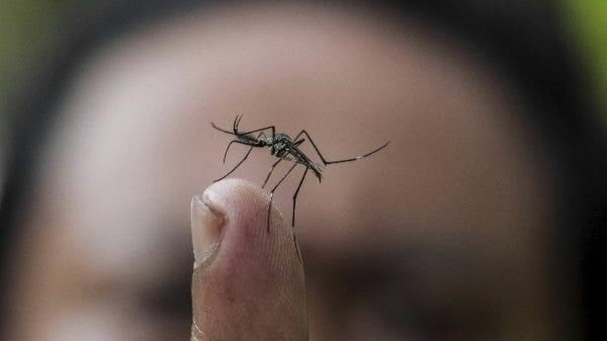 El dengue es una enfermedad transmitida por medio de mosquitos.