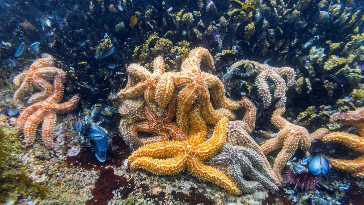 Hipótesis. La composición corporal de las estrellas de mar ha llevado a pensar que no tienen cabeza.