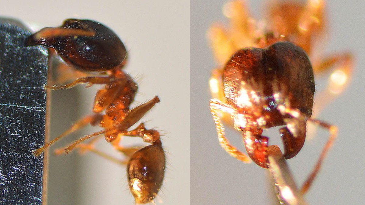 Pheidole Megacephala, especie de hormiga invasora.
