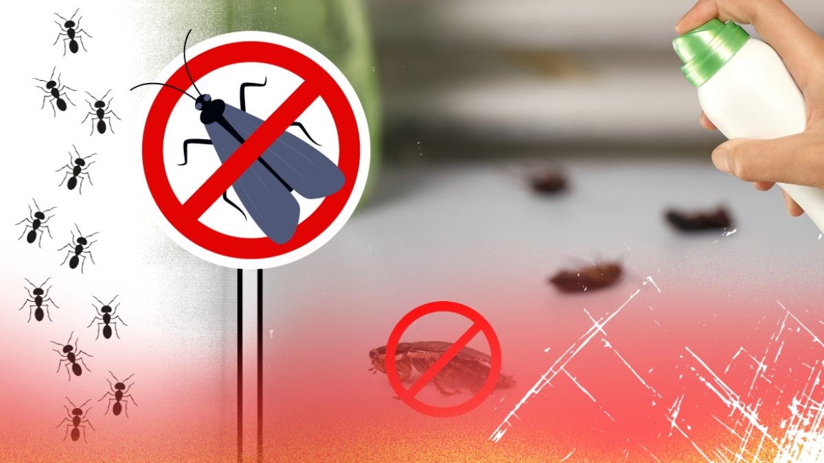 Así puede evitar la presencia de estos bichos que molestan el hogar