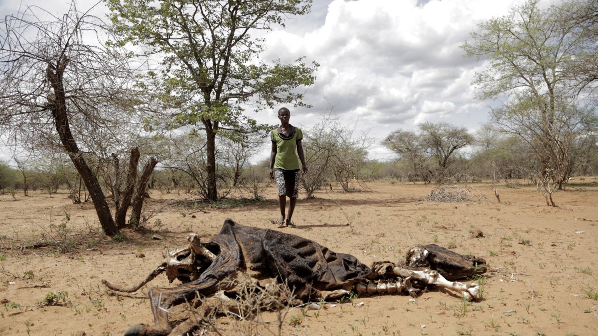 Un agricultor contempla los restos de una vaca fallecida a consecuencia de la severa sequía en Mwenezi (Zimbabue), en una imagen de archivo. EFE