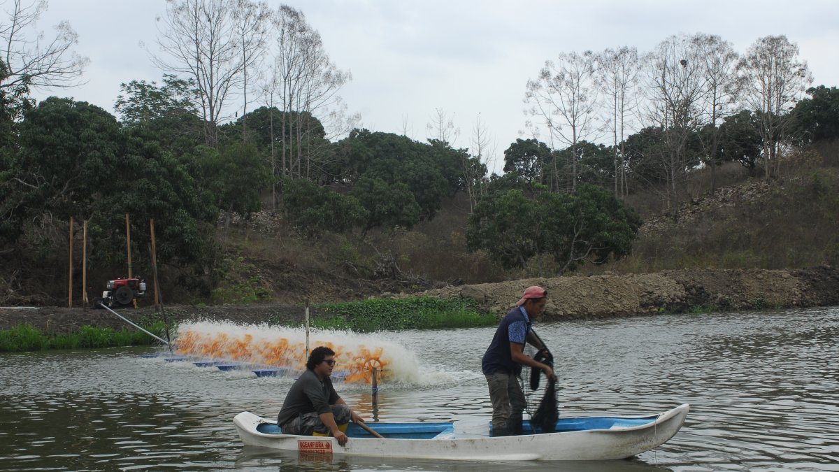 Labor.- Dos personas trabajan en una piscina de camarón de Ecuador.