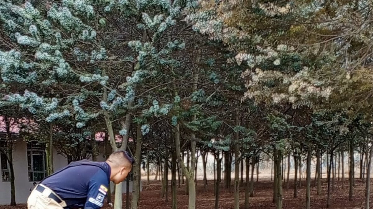 Kiana participa de varias actividades de búsqueda