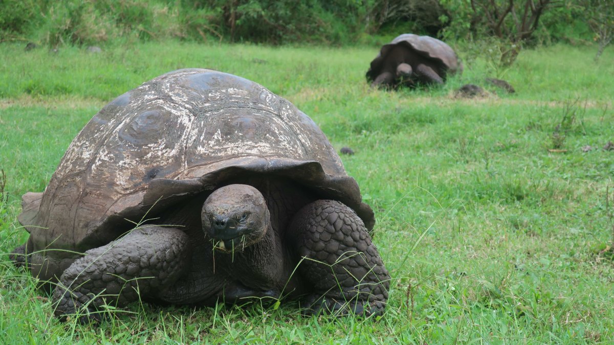 Fotografía de archivo de dos tortugas gigantes en el Archipiélago de Galápagos (Ecuador).