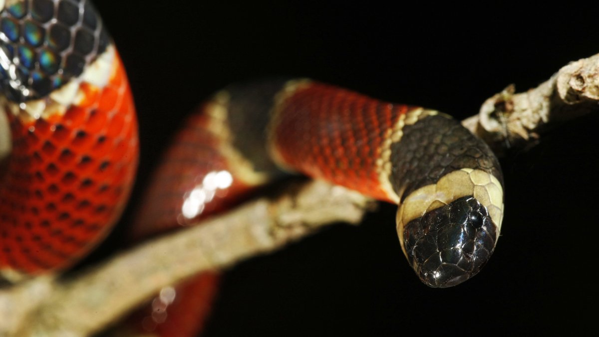 Algunos tipos de serpientes están en peligro de extinción