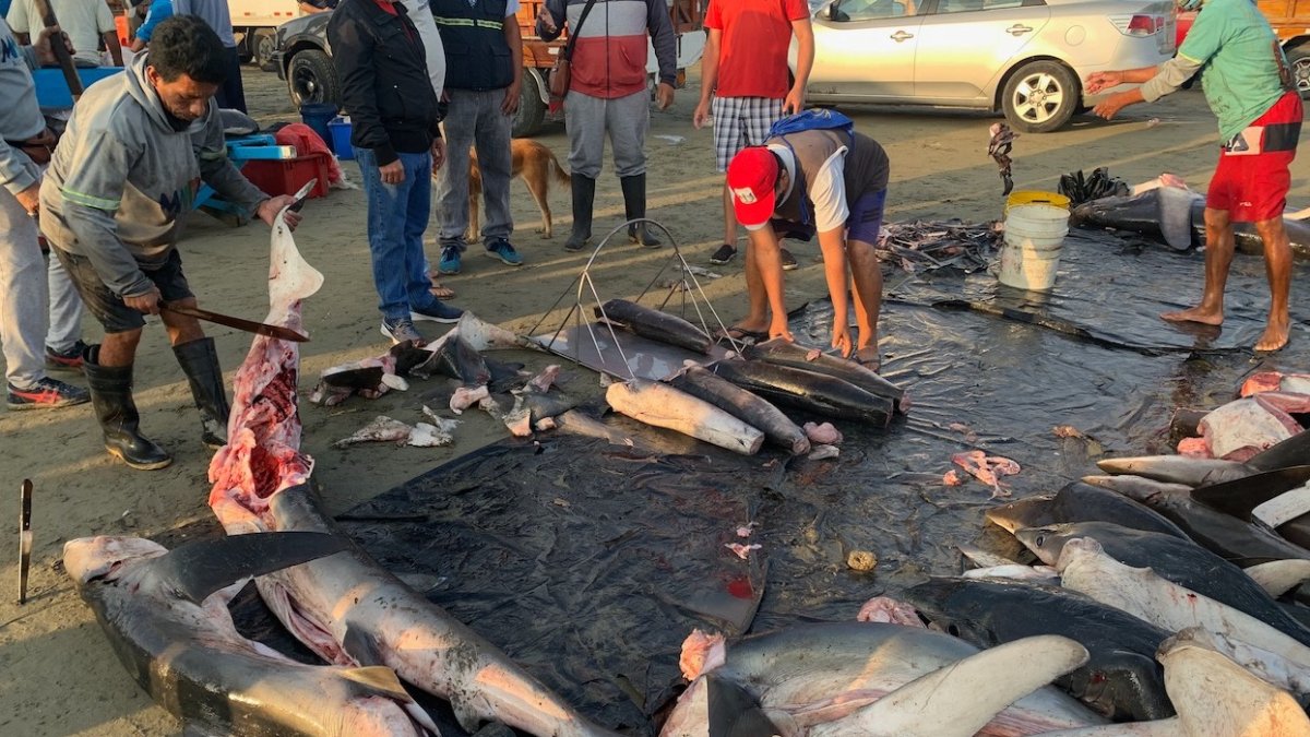 Dato. Ecuador tiene 38 tipos de tiburón de las 400 que hay en el mundo.