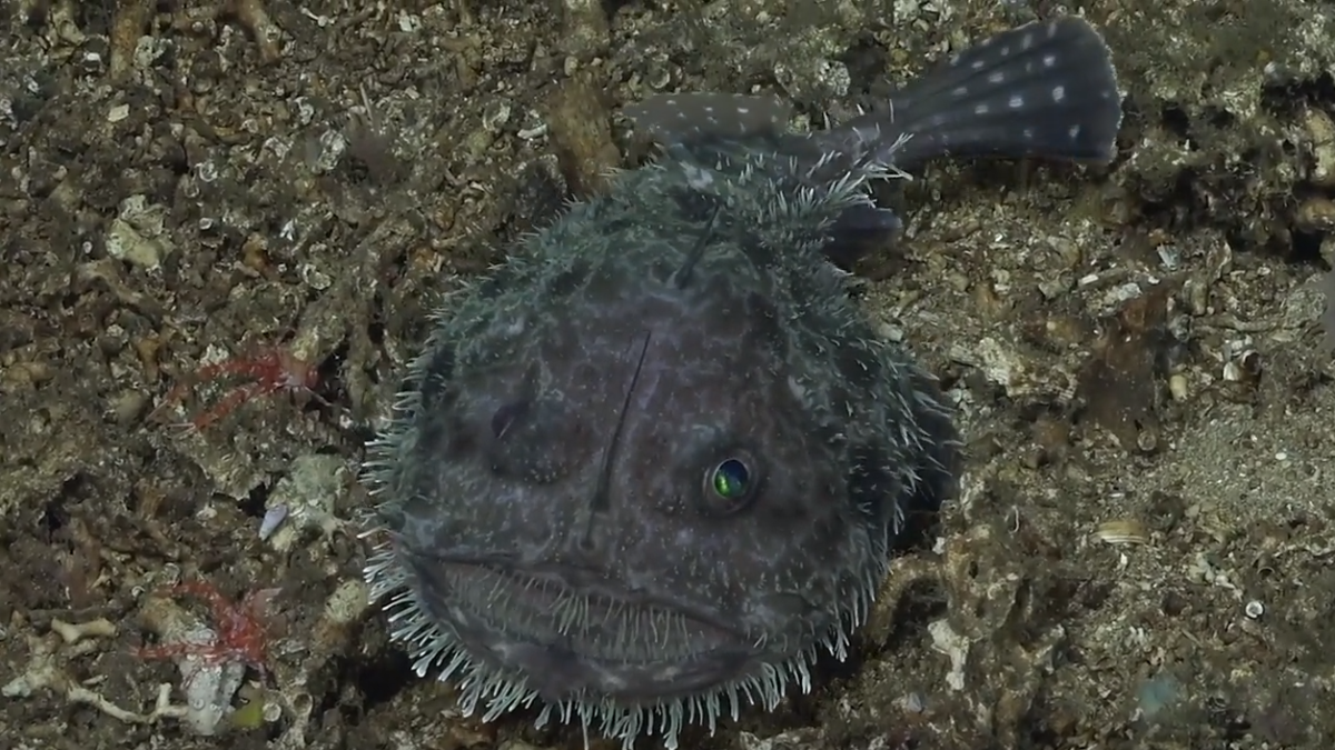 Animales marítimos - Pez ganso (Lophiidae).