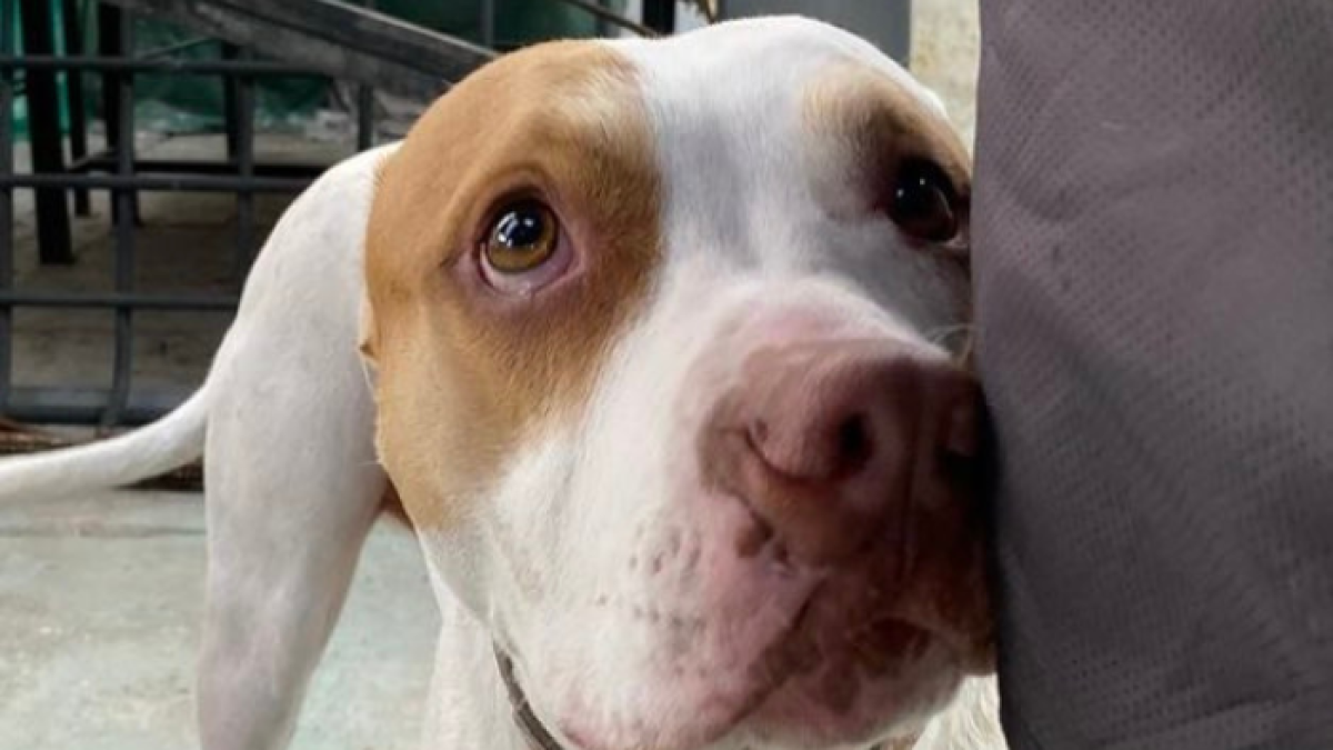 La Unidad de Bienestar Animal Quito confirmó el hecho