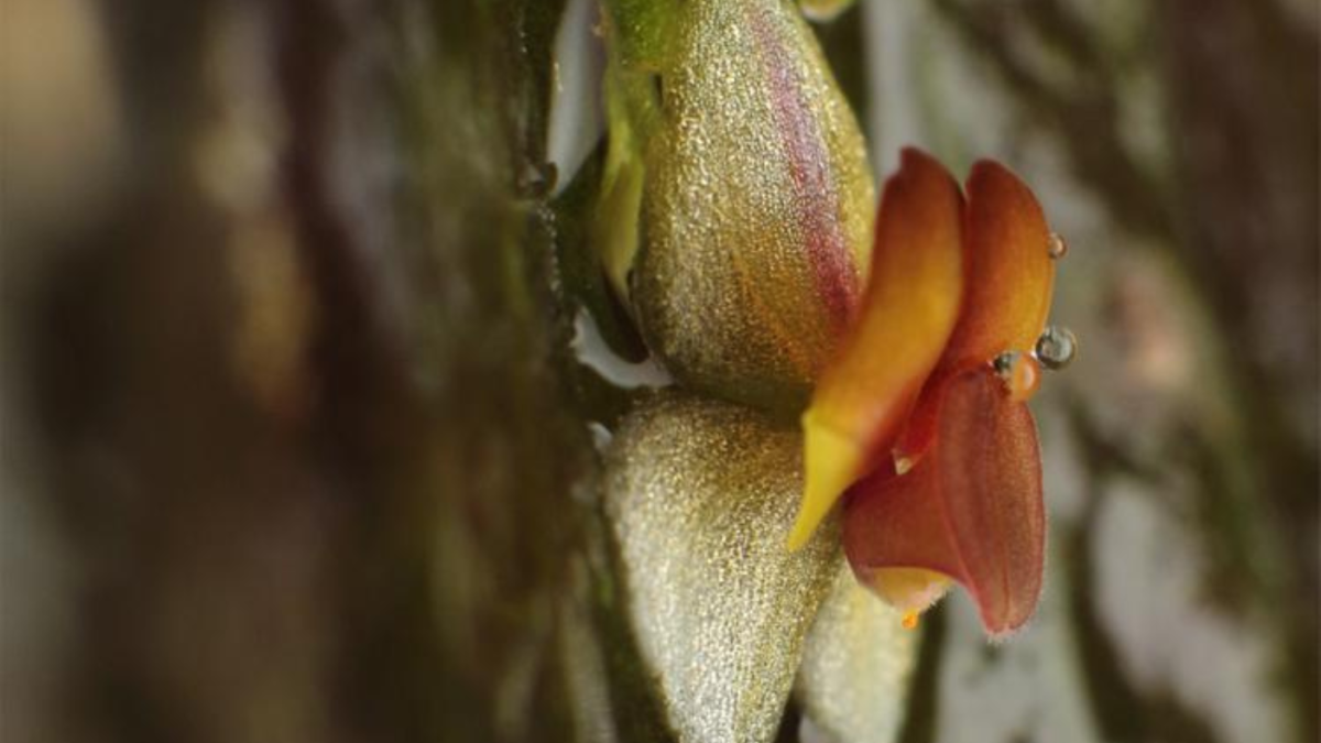 Este 16 de noviembre se realizó la presentación de la nueva especie de orquídea, Lepanthes inesmanzanoae.