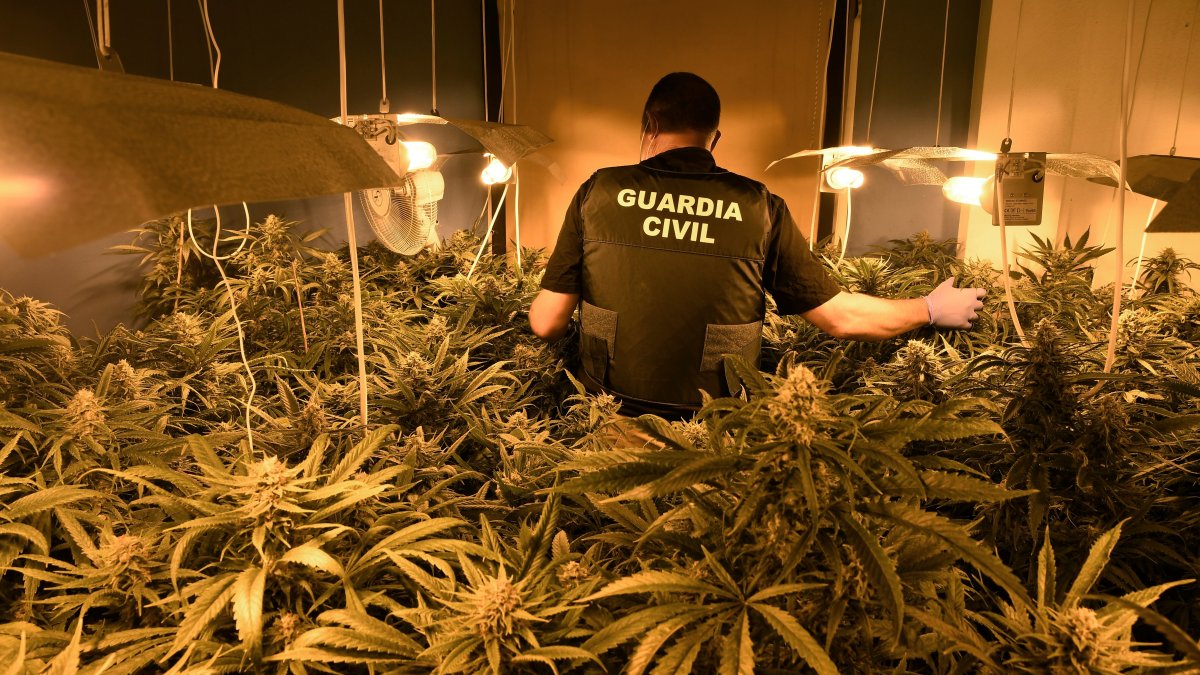 Madrid. Cultivo de cannabis hallado por la Guardia Civil.
