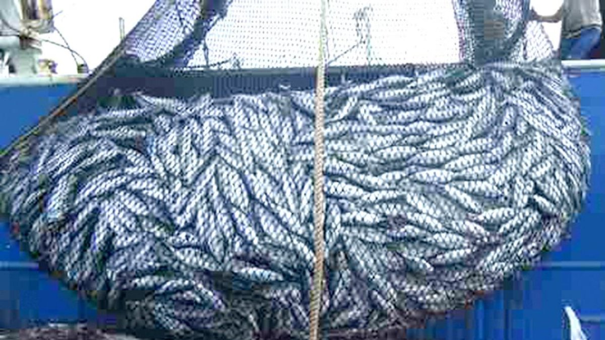 Los envíos al exterior de enlatados de pescado llegaron a 1.367 millones de dólares, el año pasado.