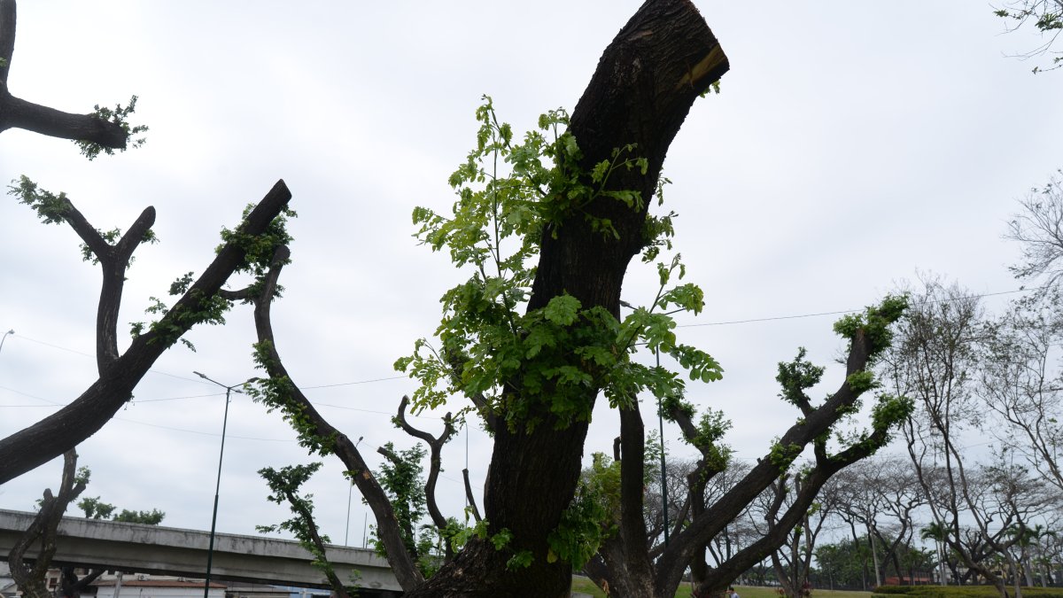 En el parque de la ciudadela Ferroviaria se observan nuevos brotes en árboles que fueron intervenidos con el tratamiento de endoterapia