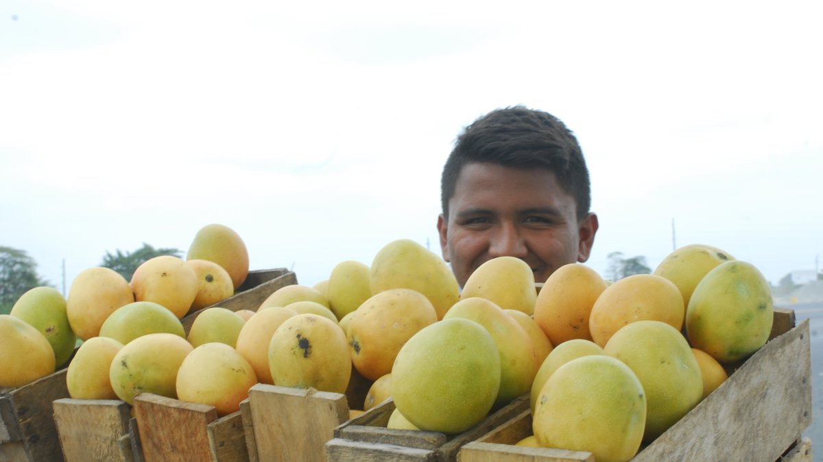 Según un estudio de Ayuda en Acción, un 11 % (15,6 millones) del total de jóvenes latinoamericanos están trabajando sin las titulaciones o acreditaciones educativas básicas.