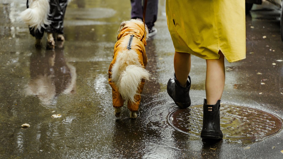 La salud de los perros correrían peligro en la época invernal