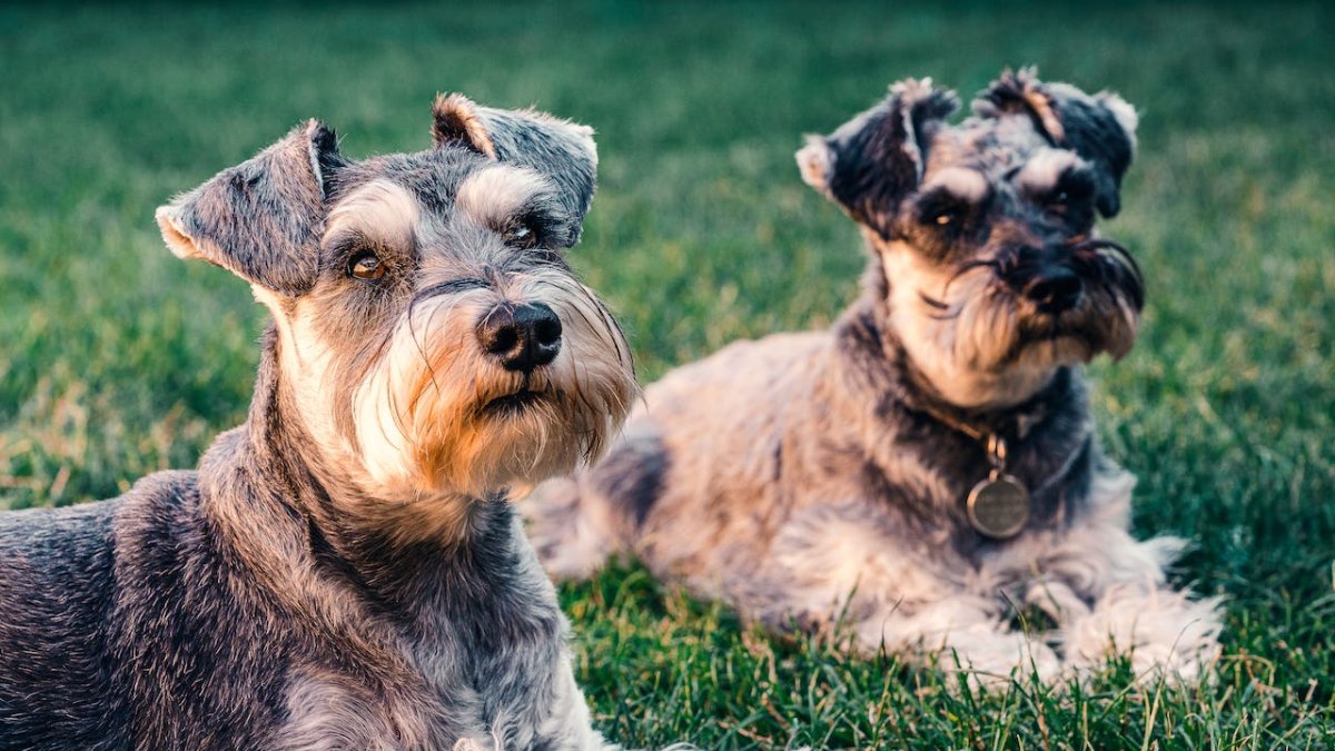 Un día para pasar en familia con sus queridos animalitos